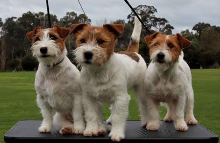 Jack Russell Terrier for sale by MAKLEWRA