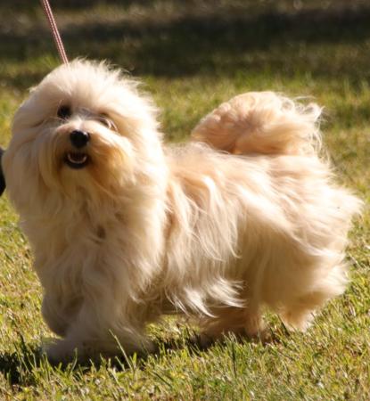Havanese for sale by EKVAR