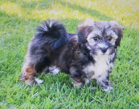 Havanese for sale by EKVAR