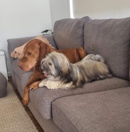 Havanese for sale by EKVAR