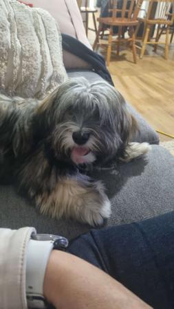 Havanese for sale by EKVAR
