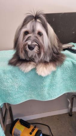 Havanese for sale by EKVAR