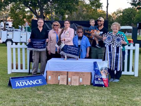 Bull Terrier (Miniature) puppy for sale by NATALIESOUTHAM