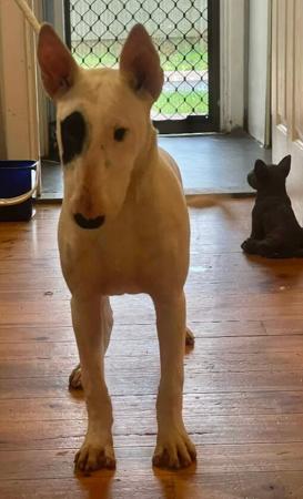 Bull Terrier puppy for sale by MAOLMHIN