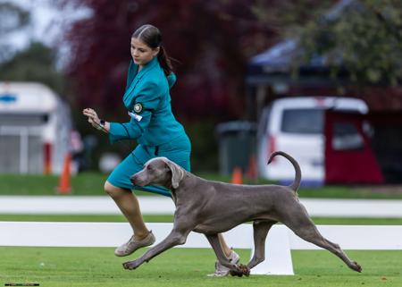 Weimaraner for sale by ELZMERE