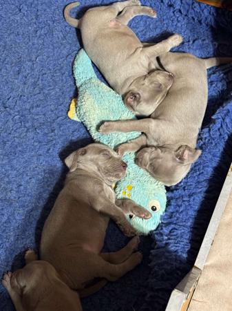 Weimaraner for sale by ELZMERE