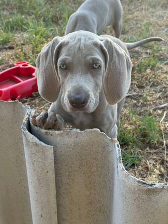 Weimaraner for sale by ELZMERE