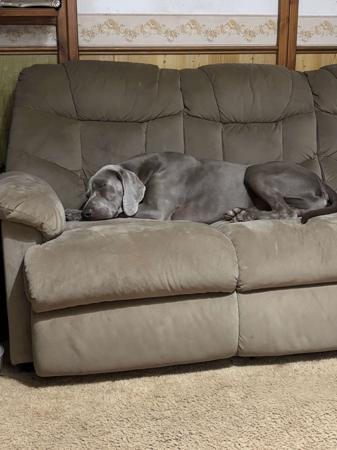Weimaraner for sale by ELZMERE