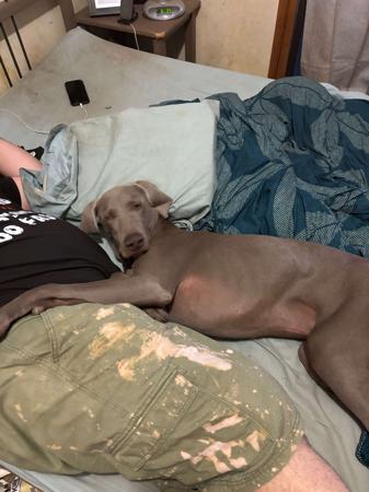 Weimaraner for sale by ELZMERE