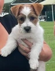 Jack Russell Terrier puppy for sale by WHATAJACK