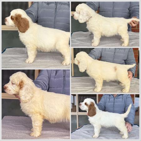 Clumber Spaniel puppy for sale by PURRCAT22