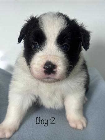 Border Collie puppy for sale by INISHGOLD