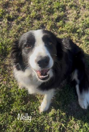 Border Collie puppy for sale by INISHGOLD