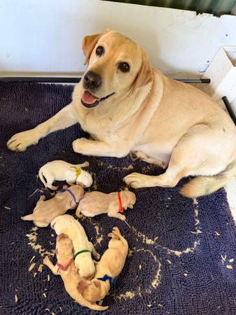 Labrador Retriever puppy for sale by DANCOURT