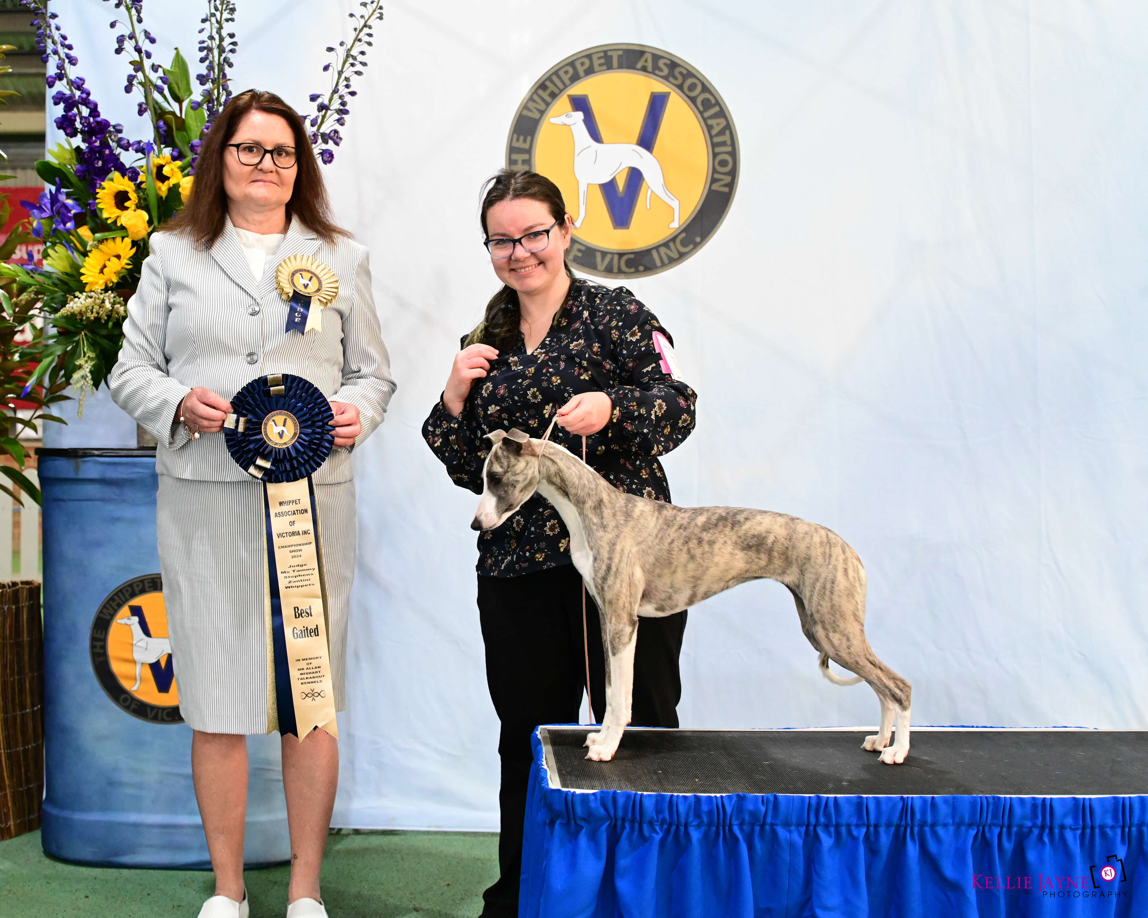Caisha Rodden TRI. CH. (LC) (SD) Versatet Emerald City TD. Whippet - Owned by Caisha ...