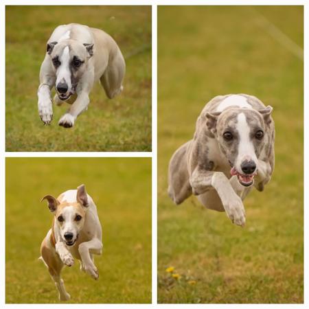 Whippet for sale by CAISHA