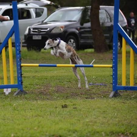 Whippet for sale by VERSATET