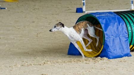 Whippet for sale by VERSATET