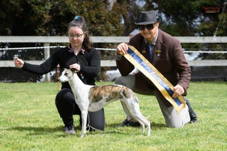 Whippet for sale by VERSATET