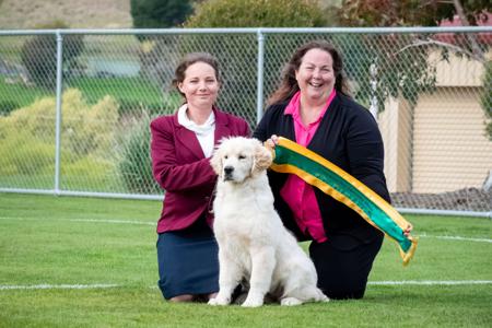 Golden Retriever for sale by RJLBORDERCOLLIES