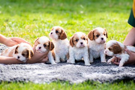 Cavalier King Charles Spaniel for sale by FLYNDREAM