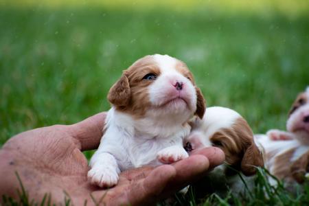 Cavalier King Charles Spaniel for sale by FLYNDREAM