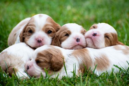 Cavalier King Charles Spaniel for sale by FLYNDREAM