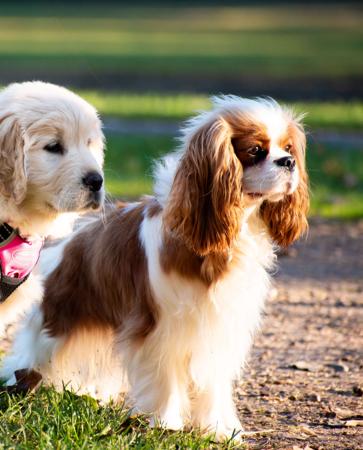 Cavalier King Charles Spaniel for sale by RJLBORDERCOLLIES