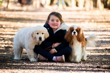 Cavalier King Charles Spaniel for sale by FLYNDREAM