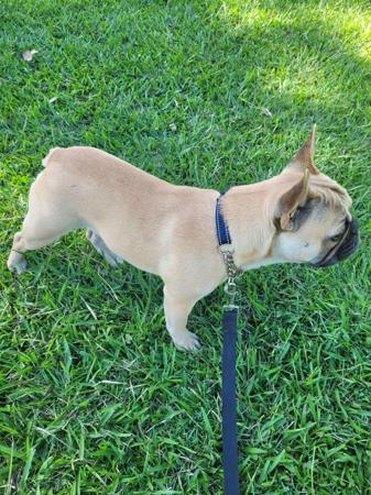 French Bulldog for sale by PURRZAZZ