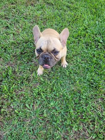 French Bulldog for sale by PURRZAZZ