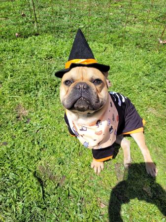 French Bulldog for sale by PURRZAZZ