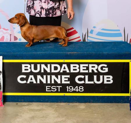 Dachshund (Miniature Smooth Haired) for sale by PURRZAZZ