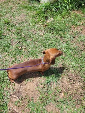 Dachshund (Miniature Smooth Haired) for sale by PURRZAZZ
