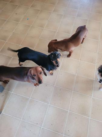 Dachshund (Miniature Smooth Haired) for sale by PURRZAZZ
