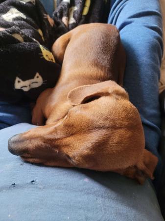 Dachshund (Miniature Smooth Haired) for sale by PURRZAZZ