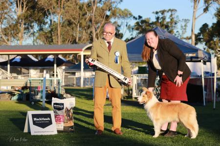 Neecabe Code Red N.SPRD Border Collie