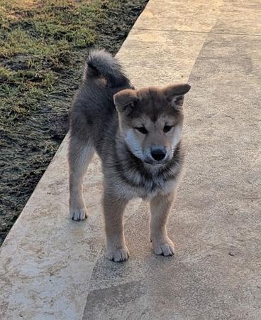 Shiba Inu puppy for sale by VONGIANINA