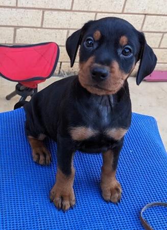 German Pinscher puppy for sale by VONGIANINA