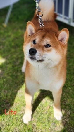 Shiba Inu puppy for sale by VONGIANINA