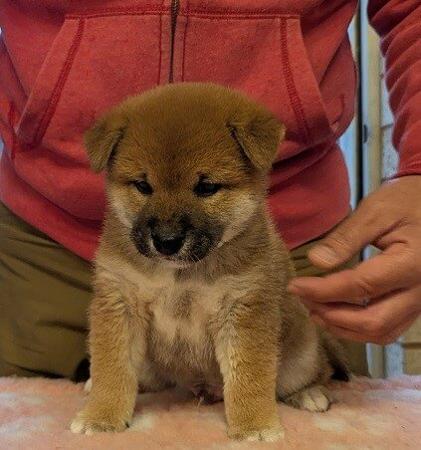 Shiba Inu puppy for sale by VONGIANINA
