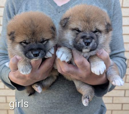 Shiba Inu puppy for sale by VONGIANINA