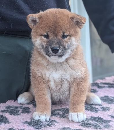 Shiba Inu puppy for sale by VONGIANINA