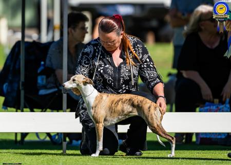 Whippet for sale by NUBBLY5