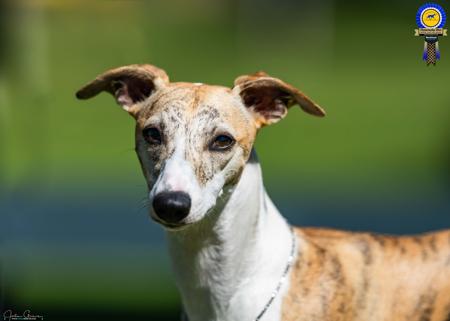 Whippet for sale by RAKAIA