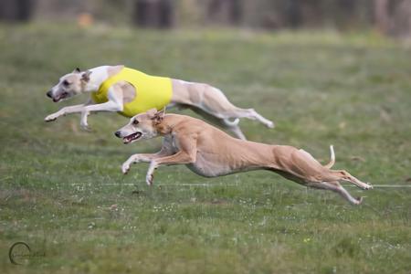 Whippet for sale by RAKAIA