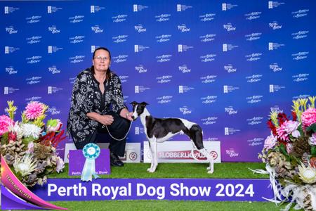 Whippet for sale by RAKAIA