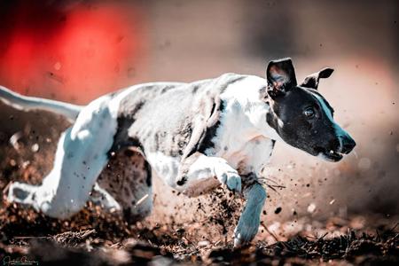 Whippet for sale by RAKAIA