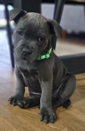 Staffordshire Bull Terrier for sale by BLUBARK