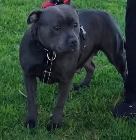 Staffordshire Bull Terrier for sale by BLUBARK